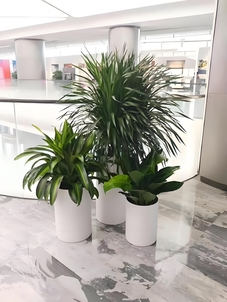 快来瞧！江北盆景租赁，服务堪称一绝！