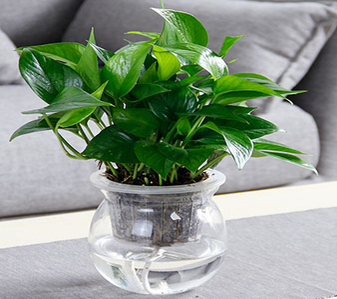 掌握海曙植物租摆设计，轻松拥有魅力非凡的空间！